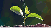草地贪夜蛾防控新方法：植保无人机撒施颗粒剂农药